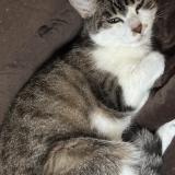 Foto del gato perdido en La Ricamarie