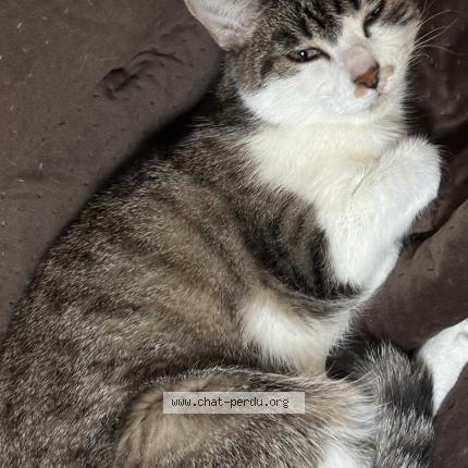 Foto 1/1 MAYA Chat perdido en La ricamarie