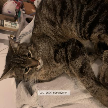 Foto 1/1 Moumousse Chat perdido en Saint pryve saint mesmin