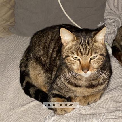 Foto 1/1 Pilou Chat perdido en Saulnay