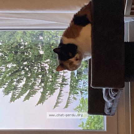 Foto 1/1 Kookai Chat perdido en Famars