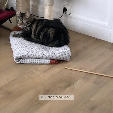 Foto 1/1 Gougou Chat perdido en Fleury les aubrais