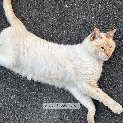 Foto 1/1 Gato encontrado Encontrado en Angouleme