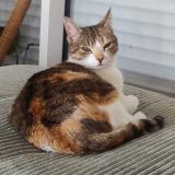 Foto del gato perdido en Canny Sur Matz