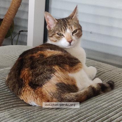 Foto 1/1 Eden Chat perdido en Canny sur matz