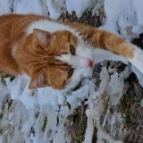 Foto del gato perdido en Nantes