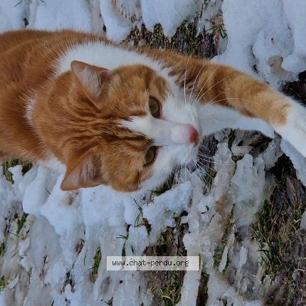 Foto 1/1 Nakboyz Chat perdido en Nantes