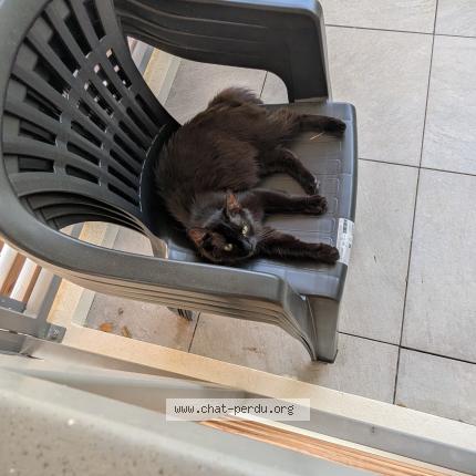 Foto 1/1 Gato encontrado Perdido en Antibes