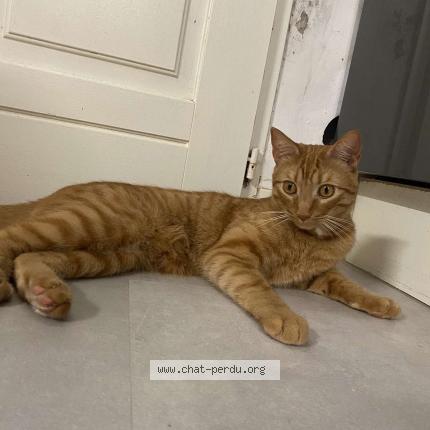 Foto 1/1 Volka Chat perdido en Le cailar