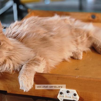 Foto 1/1 Fena Chat perdido en Montreal