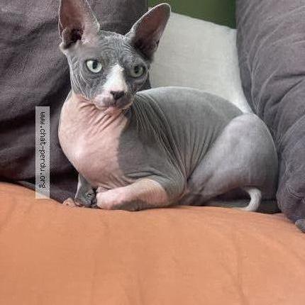 Foto 1/1 Ulky Chat perdido en Aix en provence