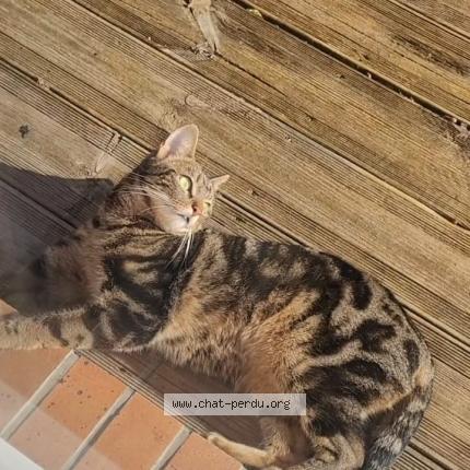 Foto 1/2 Nala Chat perdido en Mery sur oise