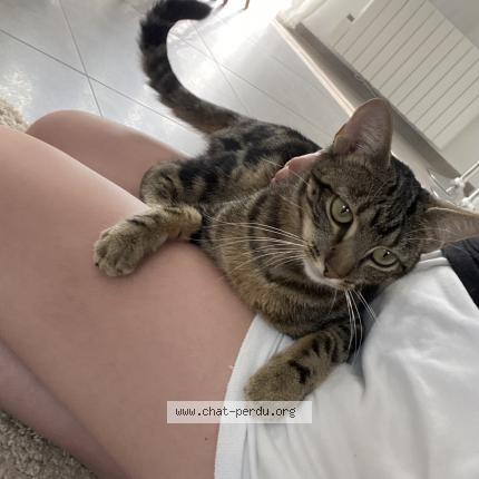 Foto 2/2 Nala Chat perdido en Mery sur oise