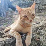 Foto del gato perdido en Berre L Etang