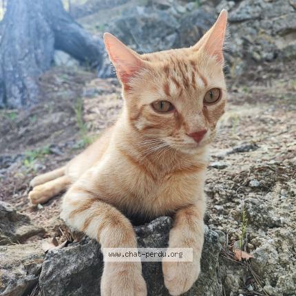 Foto 1/1 Pistache Chat perdido en Berre l etang