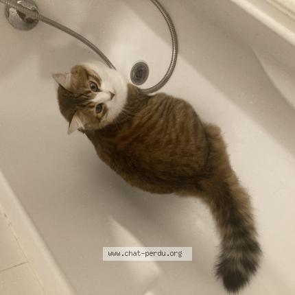 Foto 1/1 Eugene Chat perdido en Toulouse