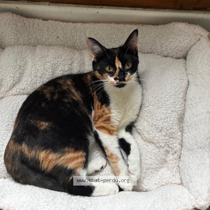 Foto 1/1 Athéna Chat perdido en Tours