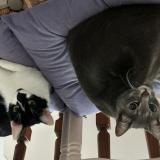 Foto del gato perdido en Agen