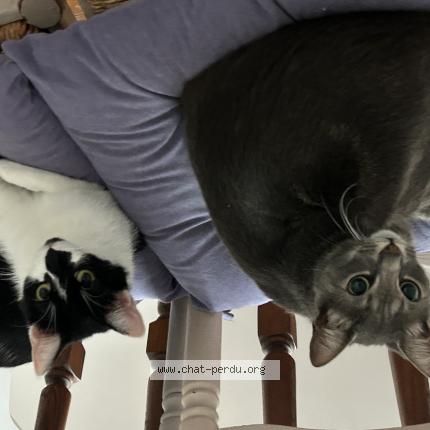 Foto 1/1 Cesar Chat perdido en Agen