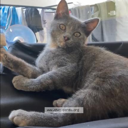 Foto 1/1 Bicha Chat perdido en Montpellier