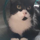 Foto del gato perdido en Luzay