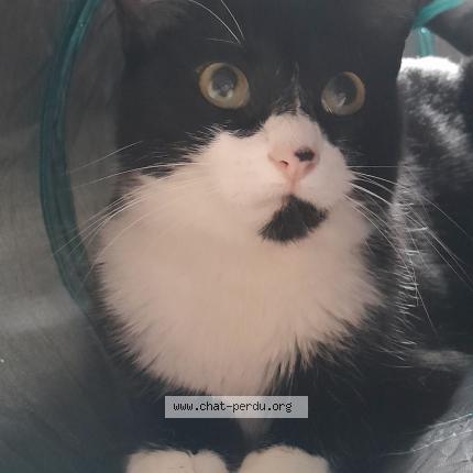 Foto 1/1 Plume Chat perdido en Luzay