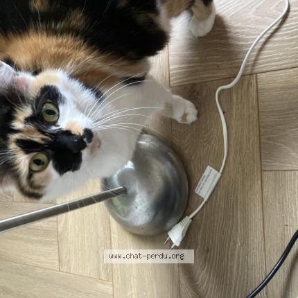 Foto 1/1 Loumi Chat perdido en Ferriere