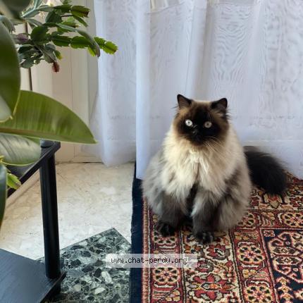 Foto 1/1 Tiki Chat perdido en Tampon