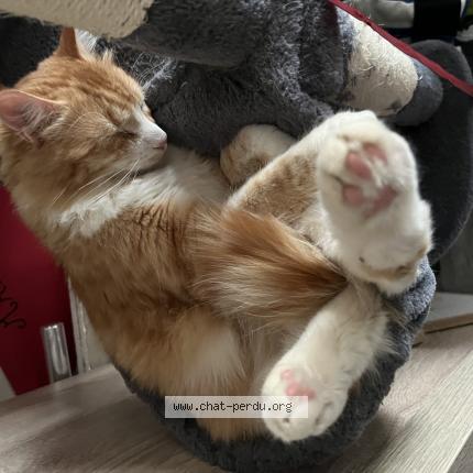 Foto 1/1 Simba Chat perdido en Lons le saunier