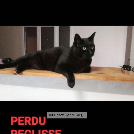 Foto 1/1 R&eacute;glisse Chat perdido en Cere