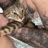 Foto del gato perdido en Bessenay