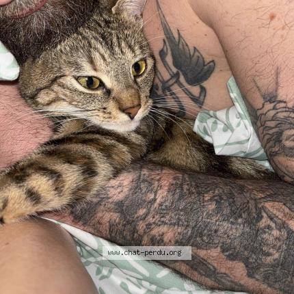 Foto 1/1 Leia Chat perdido en Bessenay