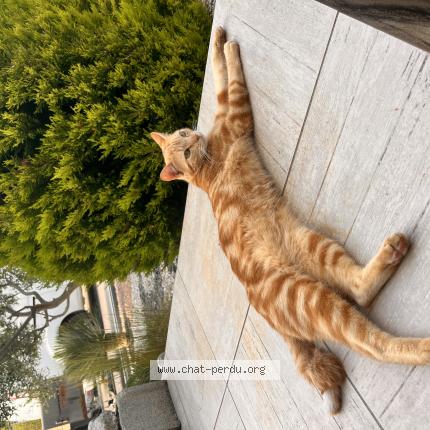 Foto 1/1 Winnie Chat perdido en Sorgues