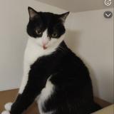 Foto del gato perdido en Les Martres De Veyre