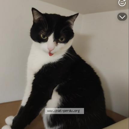 Foto 1/1 Mowgly Chat perdido en Les martres de veyre