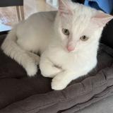 Foto del gato perdido en Lomme