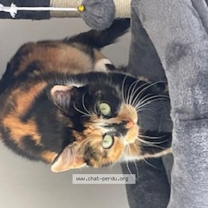 Foto 1/1 beyla Chat perdido en Castelculier