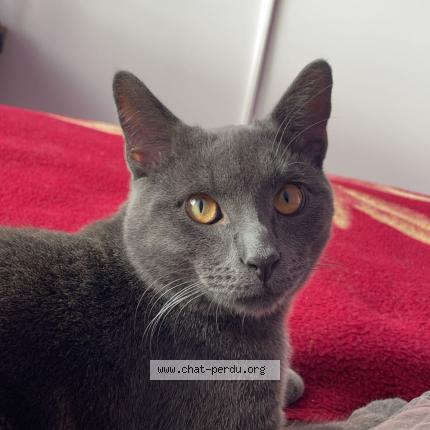 Foto 1/1 Guizmo Chat perdido en Douzy