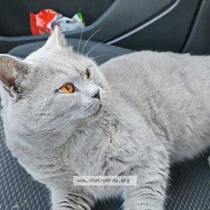 Foto 1/1 Iko Chat perdido en Montpellier