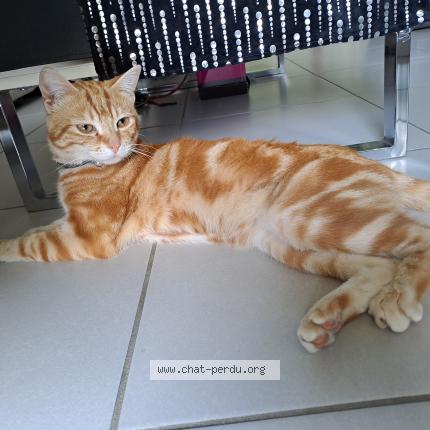 Foto 1/1 Gato encontrado Encontrado en Echirolles