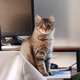 Foto del gato perdido en Moutiers Les Mauxfaits