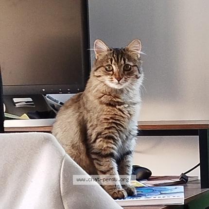 Foto 1/1 Kiara Chat perdido en Moutiers les mauxfaits