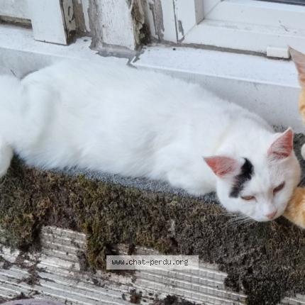 Foto 1/1 Maely Chat perdido en Riantec