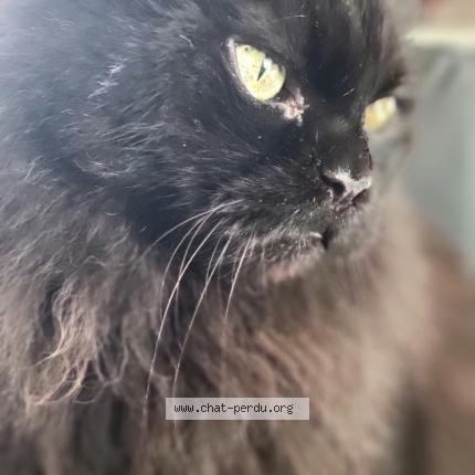 Foto 1/1 Gustave Chat perdido en Beauzelle