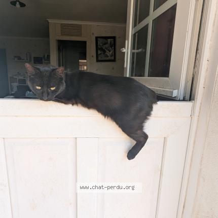 Foto 1/1 Salem Chat perdido en Yvre le polin