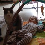 Foto del gato perdido en Eulmont