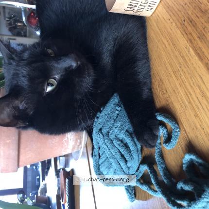 Foto 1/1 voyou Chat perdido en Varetz