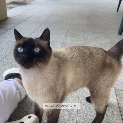 Foto 1/1 Gato encontrado Encontrado en La tronche
