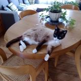 Foto del gato perdido en Villeneuve Sur Lot