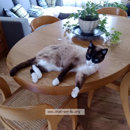 Foto 1/1 Tony Chat perdido en Villeneuve sur lot